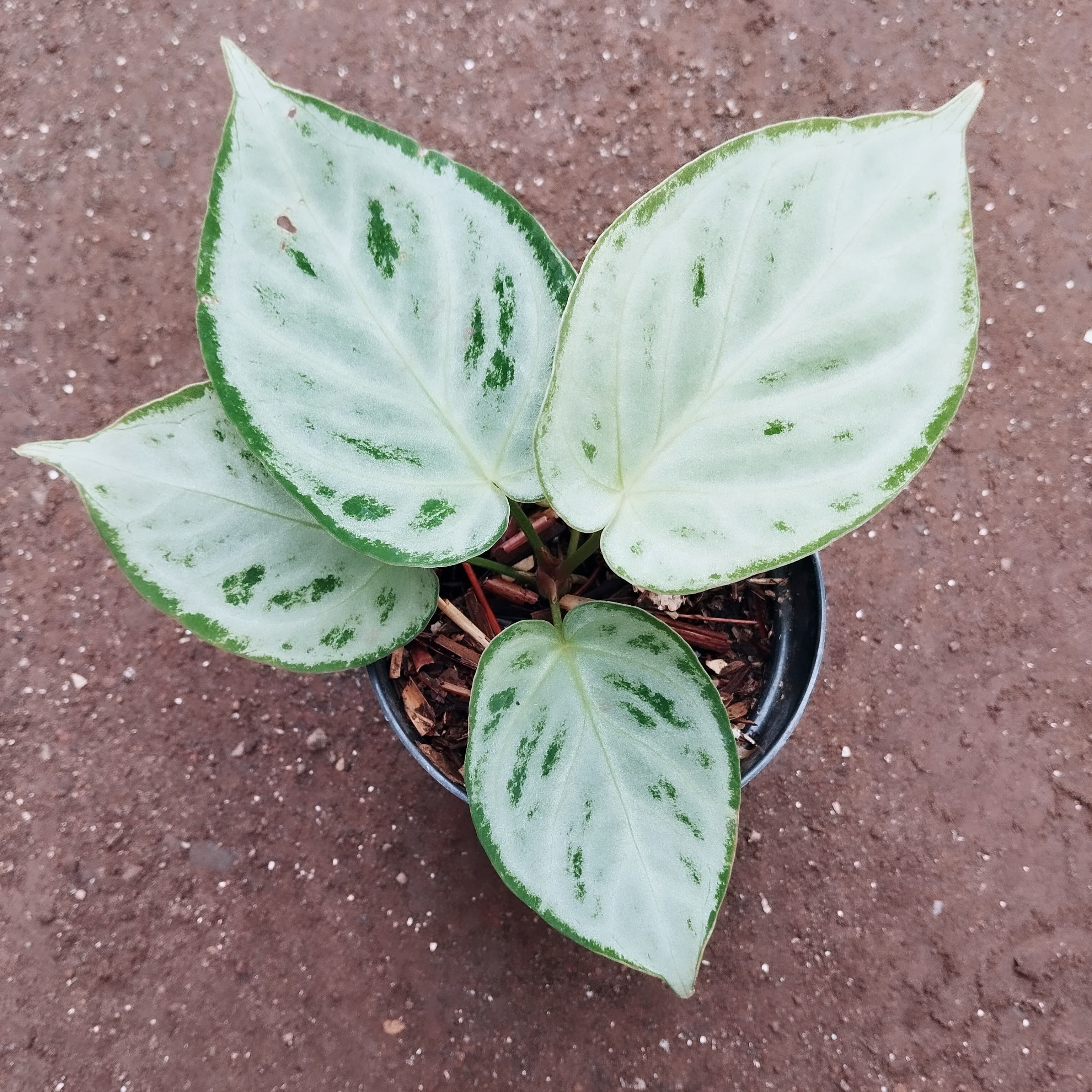Anthurium 