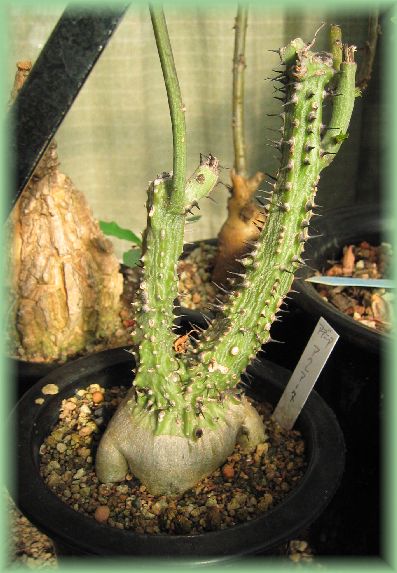 アデニア アクレアータ(Adenia aculeata) 多肉植物データベース