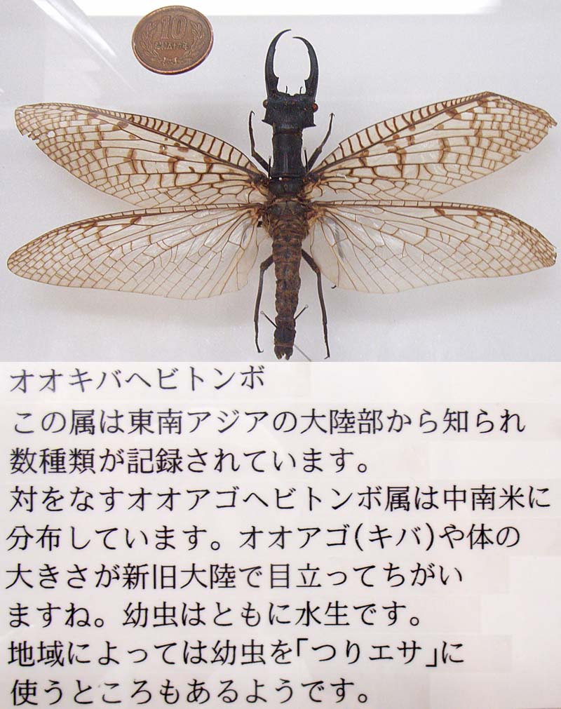 標本】オオキバヘビトンボ 大型 野外品 標本】オオキバヘビトンボ 大型