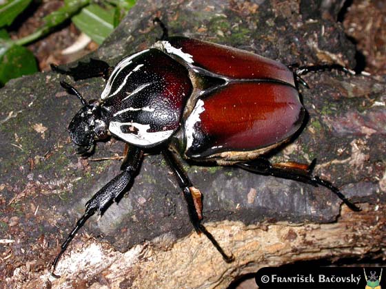 Goliathus goliathus