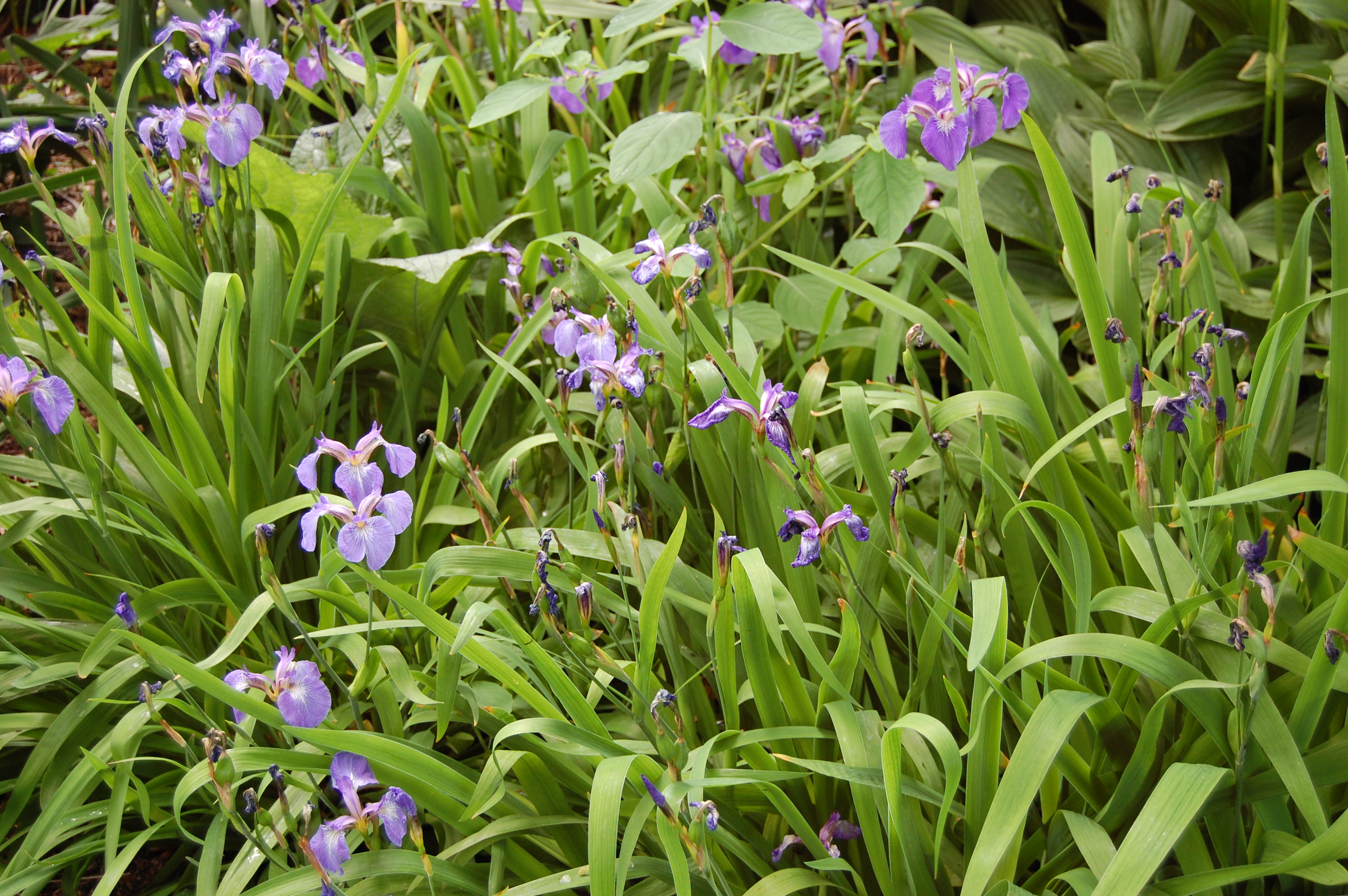 Iris setosa | landscape architect's pages