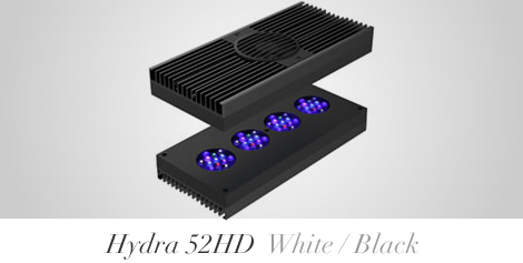 HYDRA | 生麦海水魚センター別館