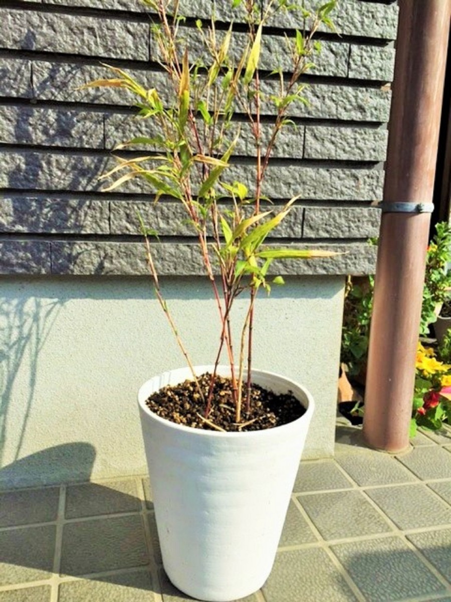 朱竹(チゴカンチク)の鉢植えと育て方 | 南九州竹材エコロジー