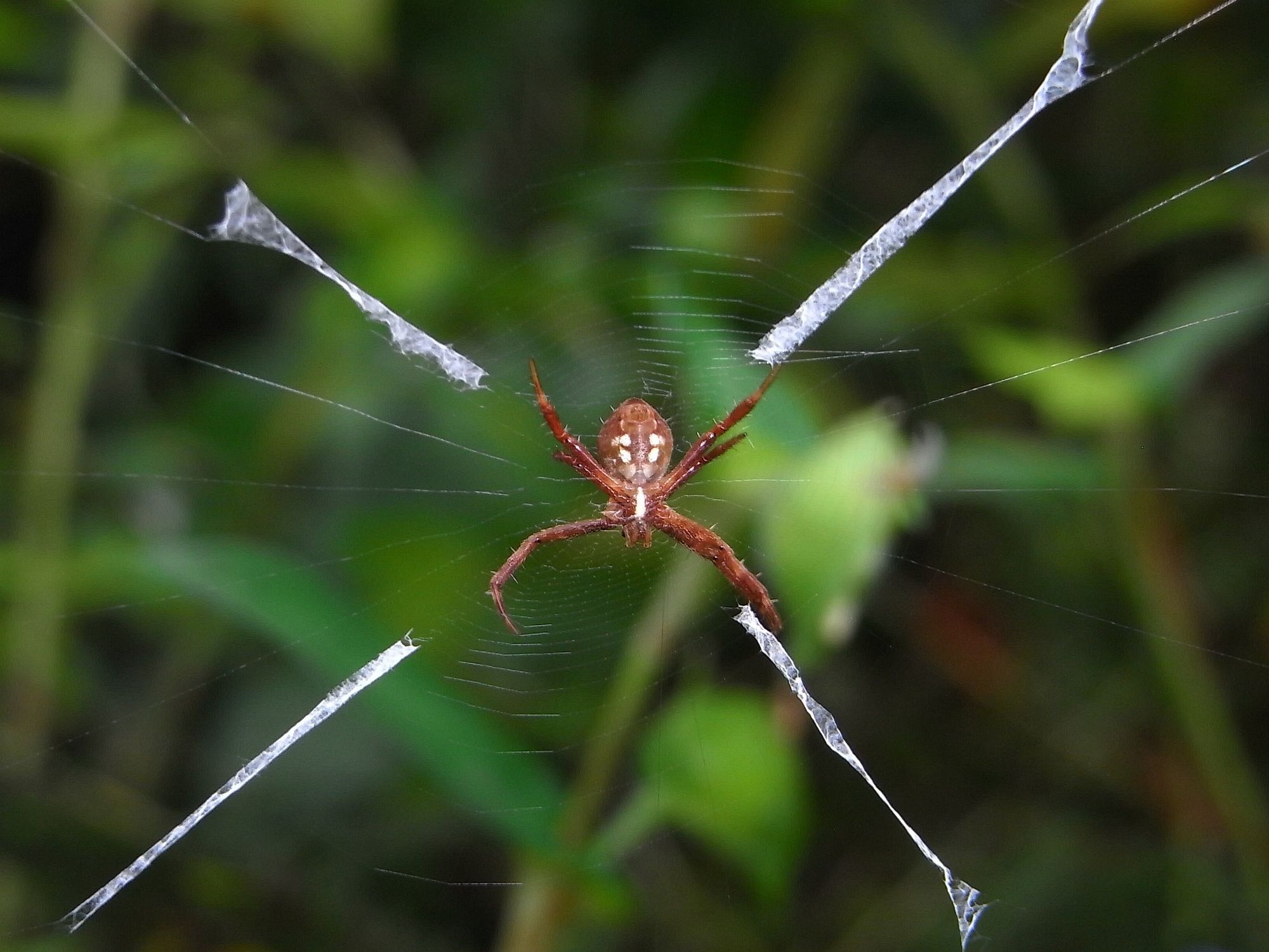 チュウガタコガネグモ Argiope boesenbergi_クモ画像集