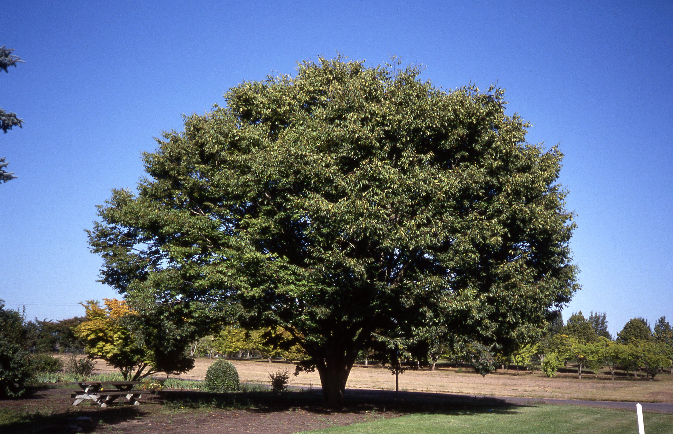 Village Green Zelkova – Lichtenfelt's