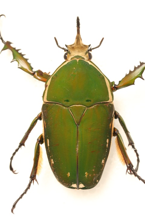 dccea490-s.jpg
