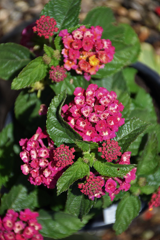 Bandana Cherry Sunrise Lantana (Lantana camara 'Bante Cheriasun