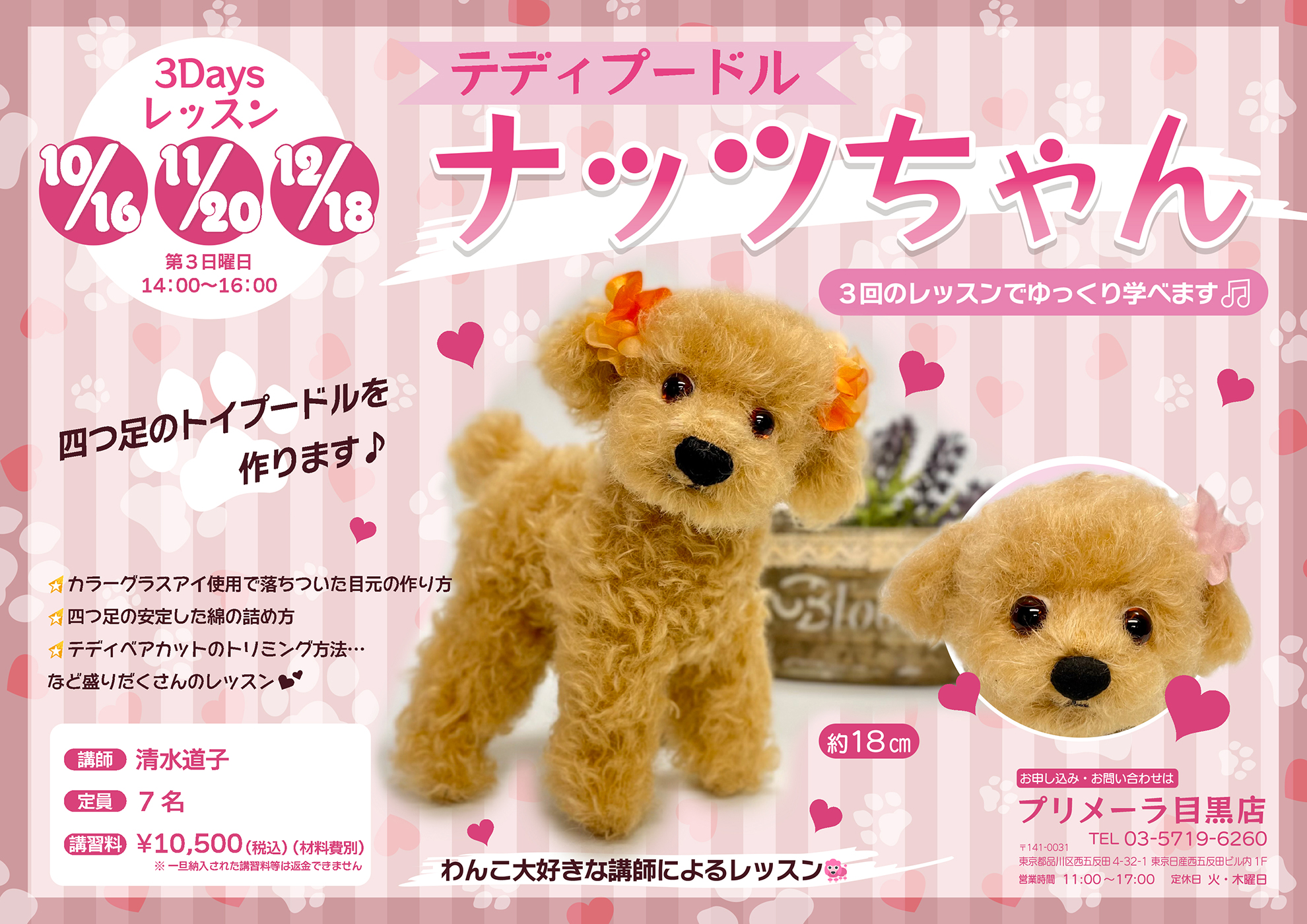 ｷｬﾝｾﾙ待ち】テディプードル ナッツちゃん【10/16・11/20・12/18 開催