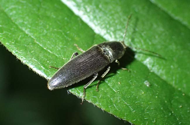 kometuki-2.jpg