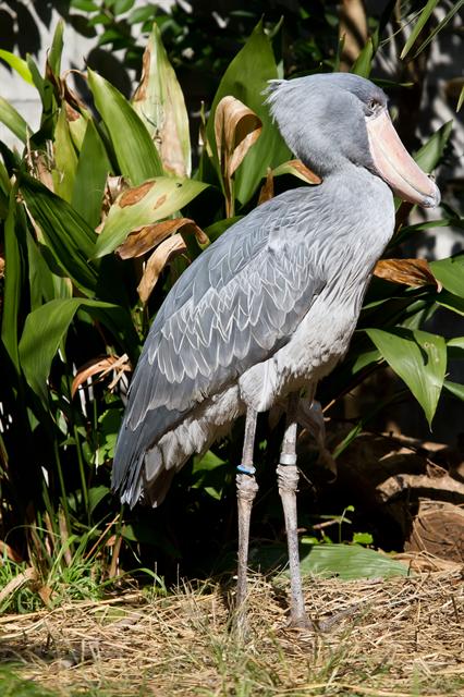 Shoebill (Balaeniceps rex) photo - image 85941