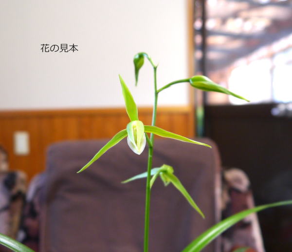 寒蘭 白妙