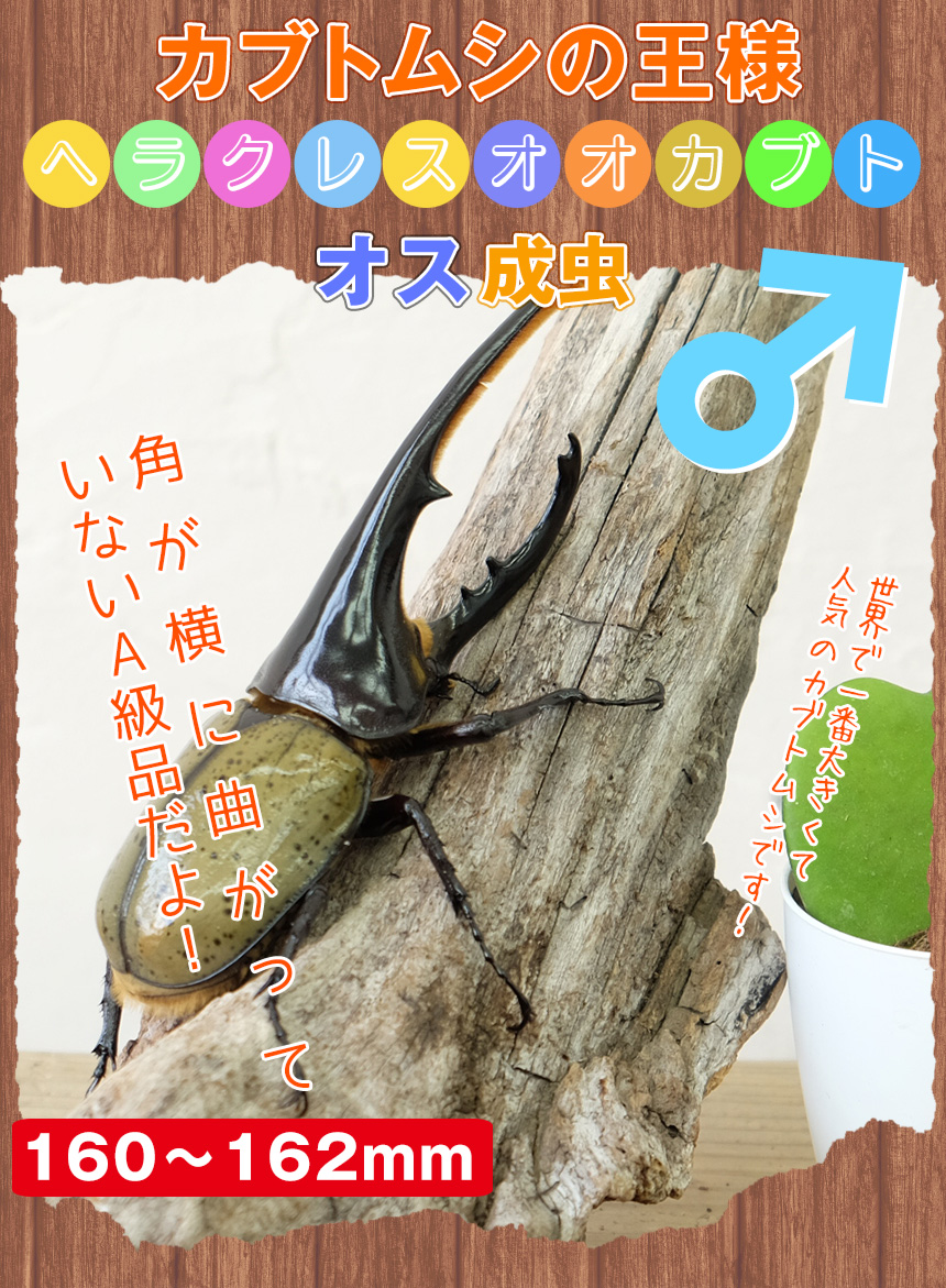 超大型！ヘラクレスオオカブト 成虫 オス A級品 160〜162ミリ