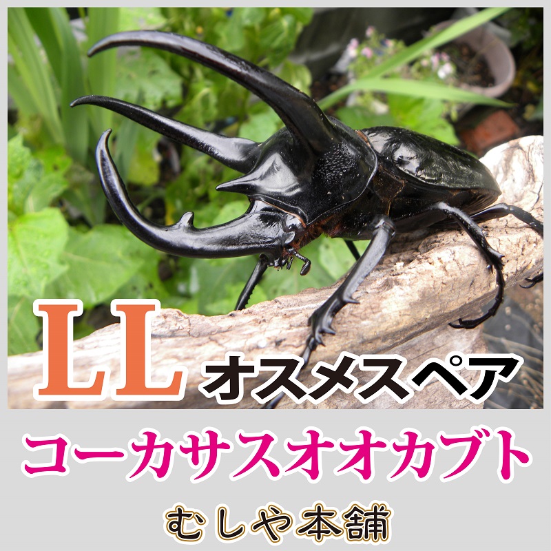 コーカサスオオカブト オオクワガタ幼虫・カブトムシ（ヘラクレス