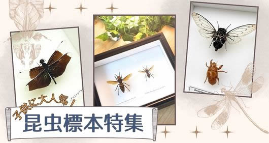 送料無料】ゴライアストリバネアゲハ , 蝶の標本 販売・通販の