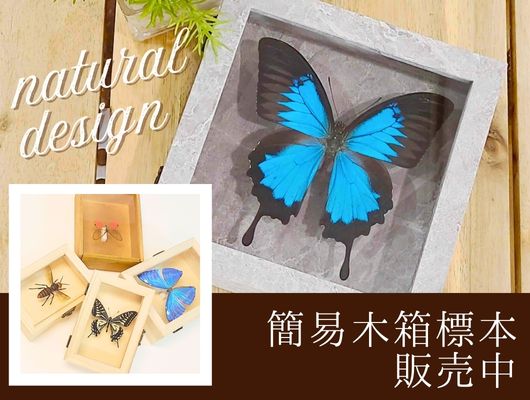 ガラスケースフレームリニューアルのご案内 , お知らせ , 蝶の標本