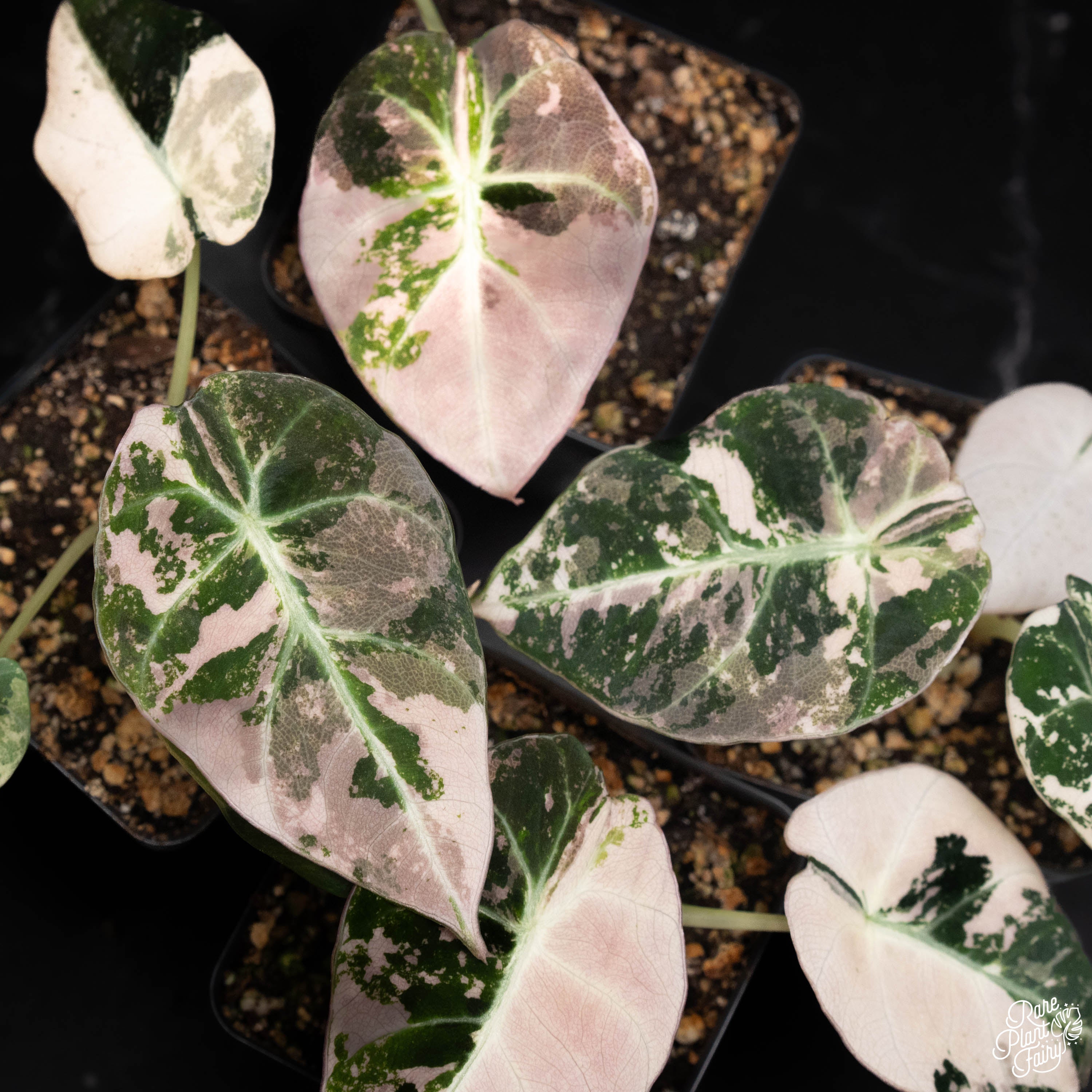 Alocasia 'Black Velvet' pink variegated *Grower's Choice* – Rare