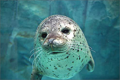 ゴマフアザラシと会える水族館｜WEB水族館