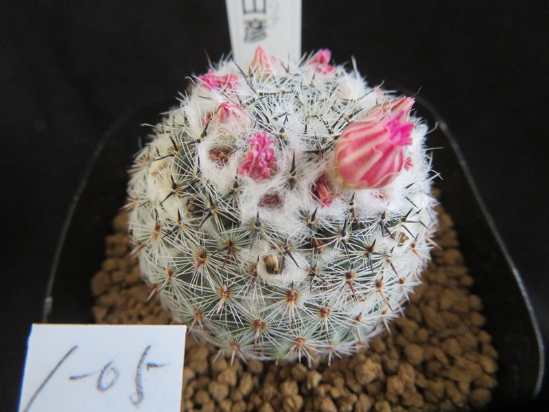 高木カクタス＜信州安曇野 サボテンと多肉植物販売＞