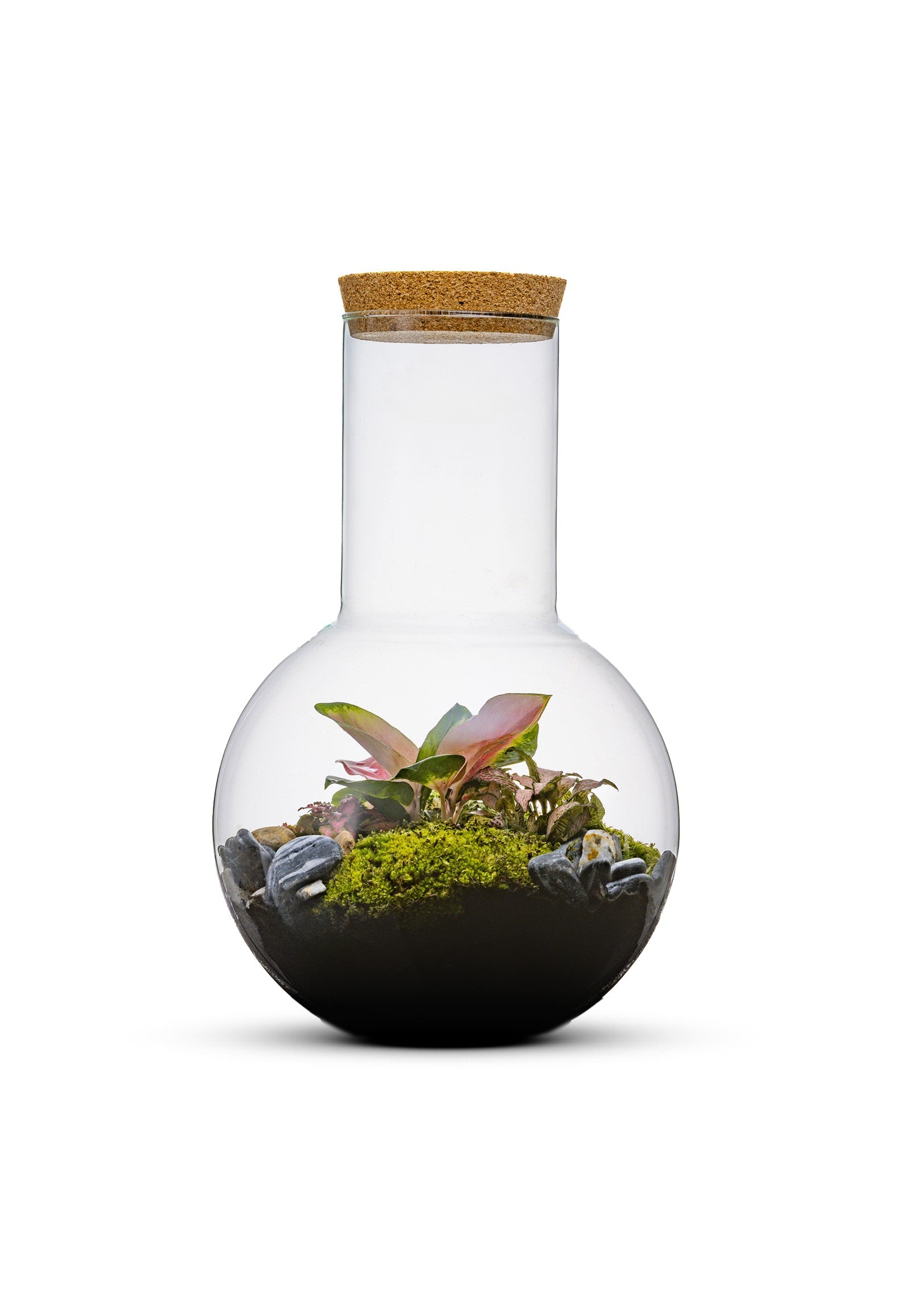 Closed Self-sufficient Terrarium with tropical plants – The Green