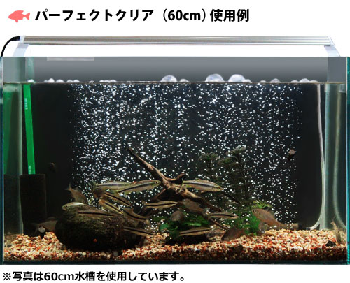 楽天市場】ゼンスイ 水槽用LEDランプ PLUS 60cm (パーフェクトクリア