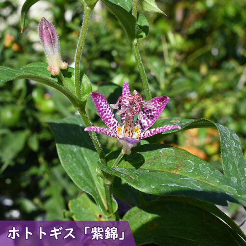 imgrc0105155994.jpg