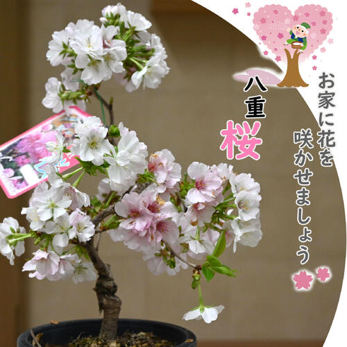 楽天市場】自宅でお花見サクラ鉢植え盆栽タイプ桜 2026年3月下旬～4月