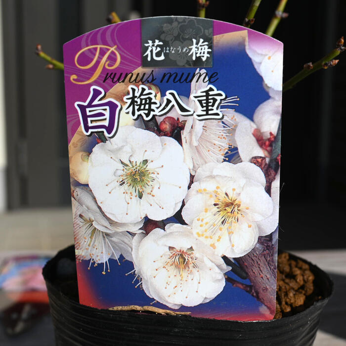 楽天市場】2026年2月～3月に開花香りを楽しむ梅盆栽 白梅 八重咲き 花