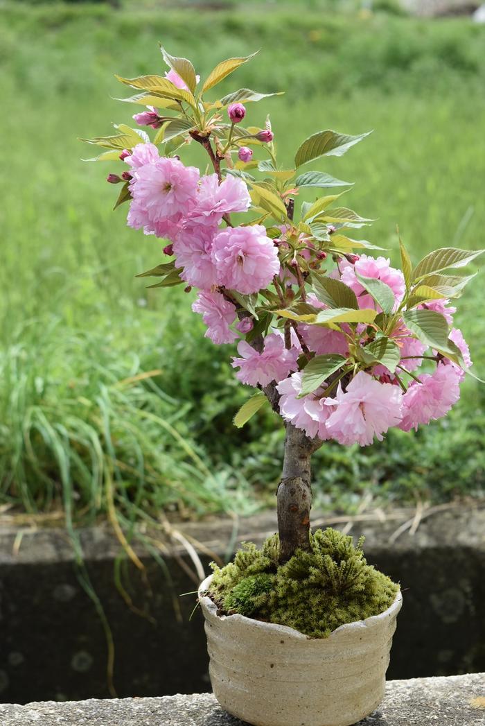 楽天市場】自宅でお花見2026年4月に開花八重桜関山桜 八重桜盆栽