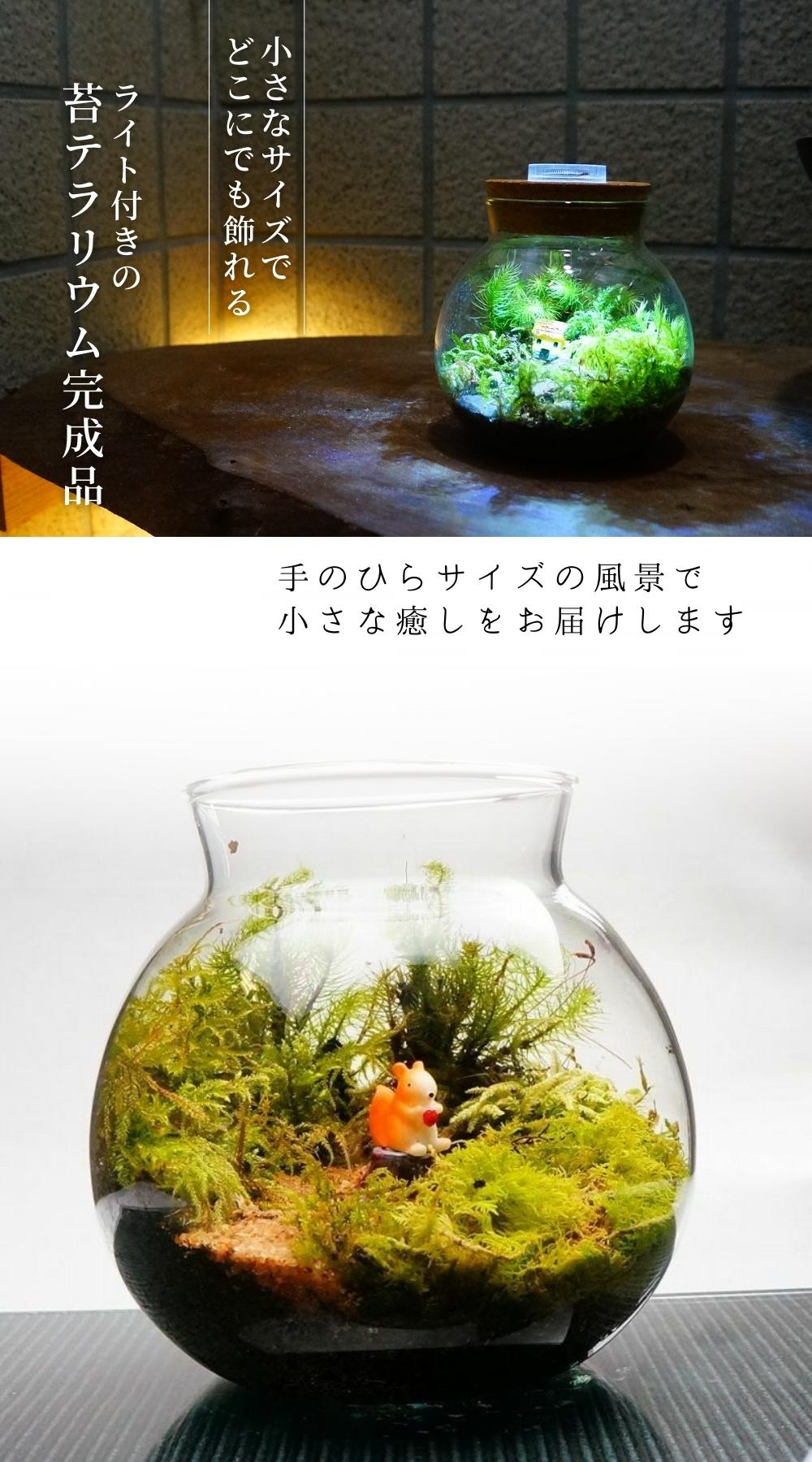楽天市場】【完成品】LEDライト付 ミニサイズ ボトルテラリウム 10cm