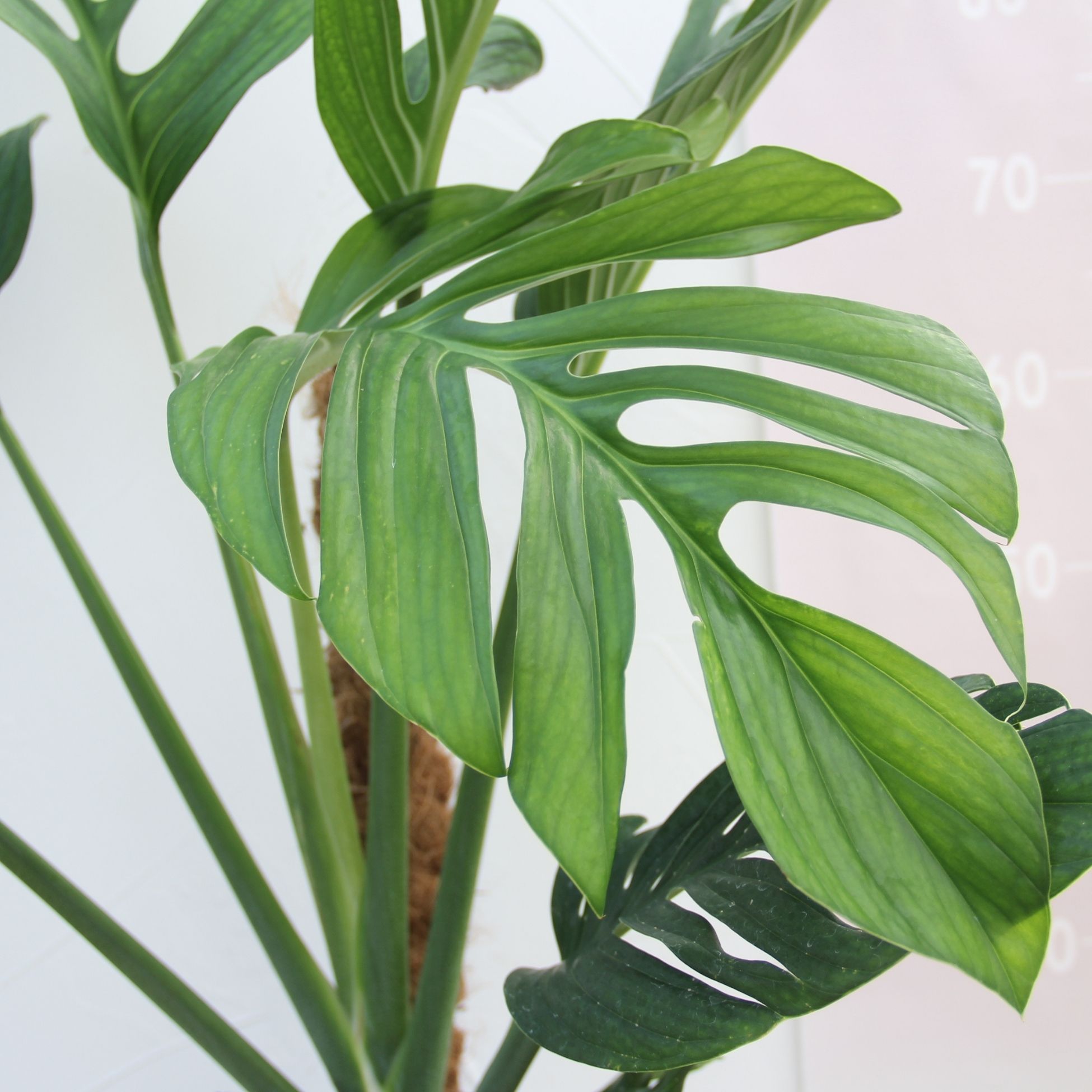 楽天市場】『モンステラ ジェイドウイング』Monstera 'Jade Wing' 8号