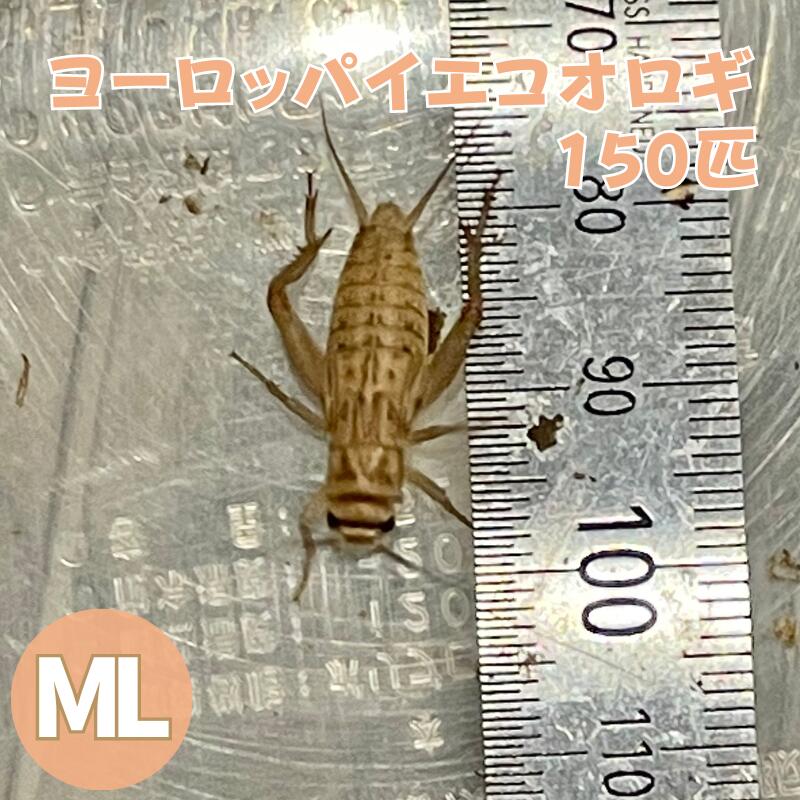 楽天市場】ヨーロッパイエコオロギ MLサイズ 150匹 生餌 爬虫類 両生類