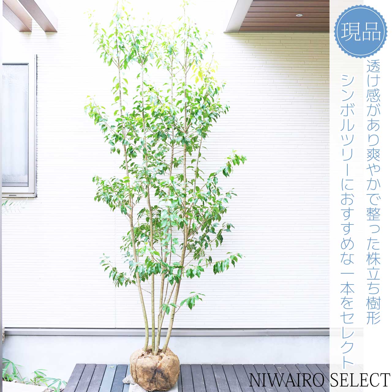 楽天市場】【ソヨゴ】 株立ち 自然樹形 雌株 樹高H≒220 × 枝張W