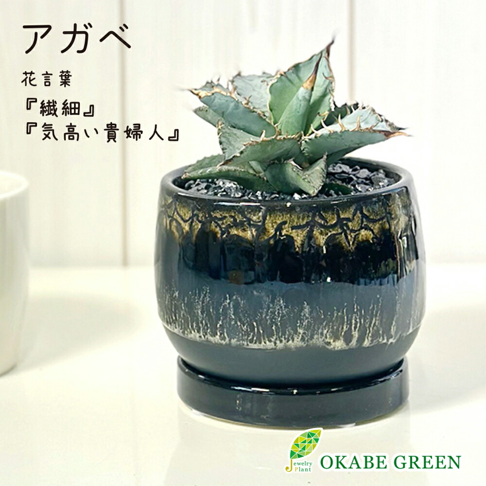 楽天市場】観葉植物 小さい アガベ ティタノータ ブルー チタノタ 4号