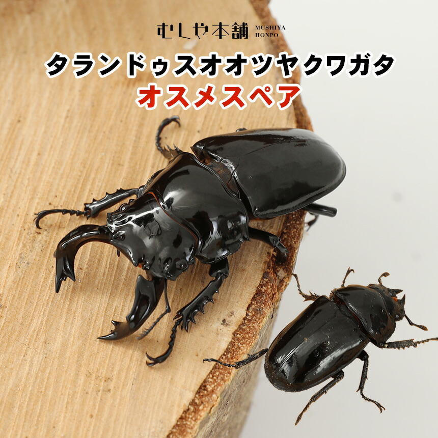 楽天市場】むしや本舗 タランドゥス オオツヤクワガタ オスメスペア