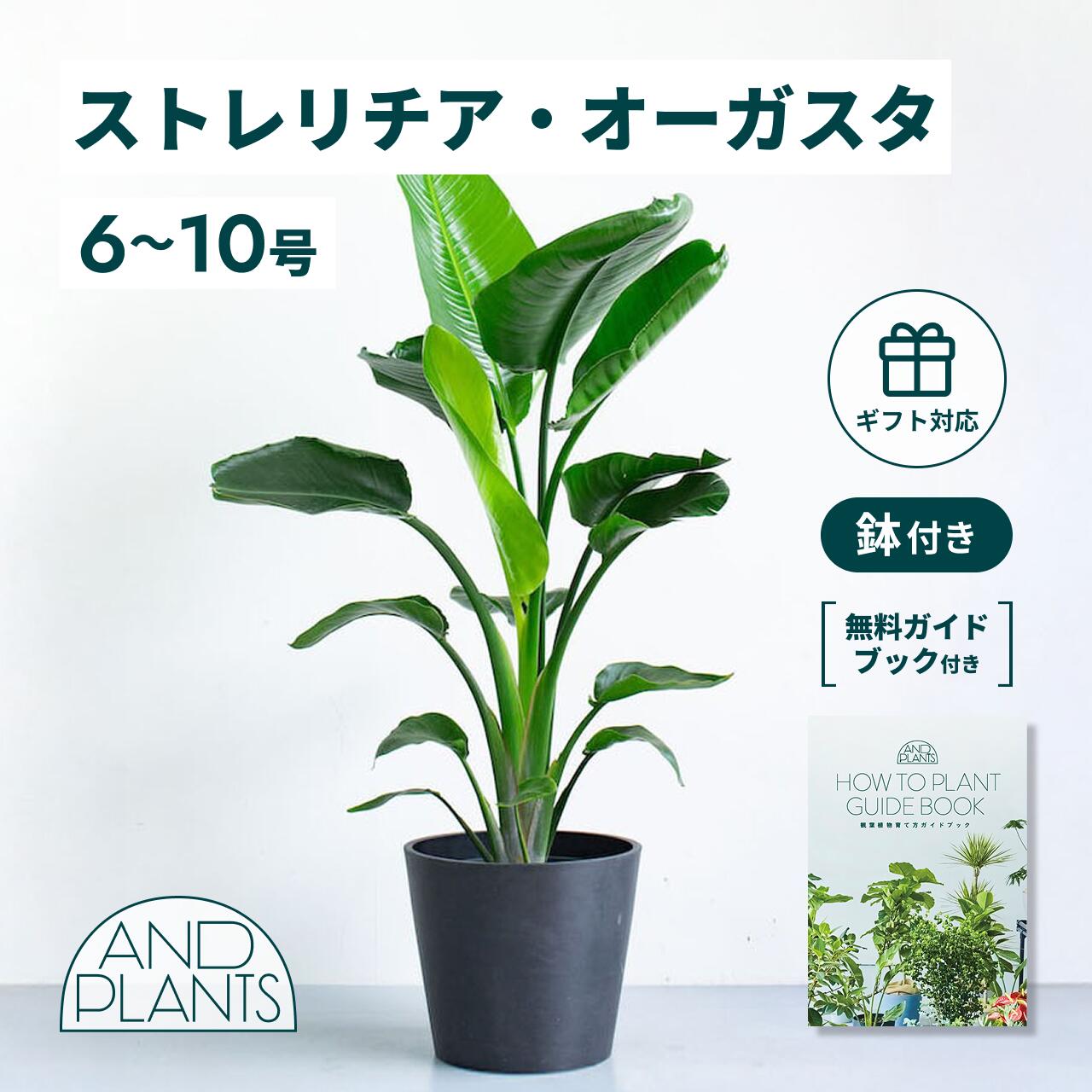 楽天市場】＼お気に入り登録でお待ちください／ ストレリチア