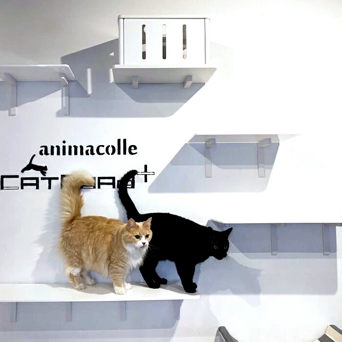 楽天市場】【animacolle ワイドステップ 450mm 白】 公式 送料無料