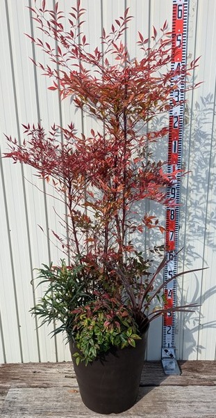 楽天市場】南天と低木の寄せ植え 12号鉢植え【ナンテン 赤南天 マホ
