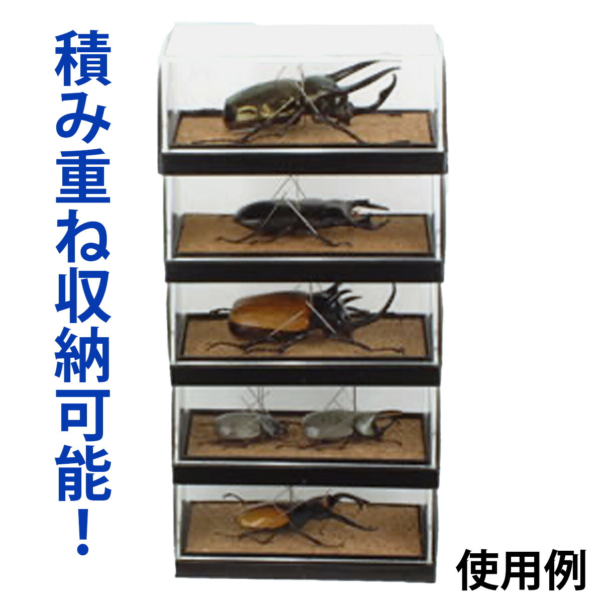 楽天市場】【楽天1位】 標本コレクターズケース S フジコン プレミアム
