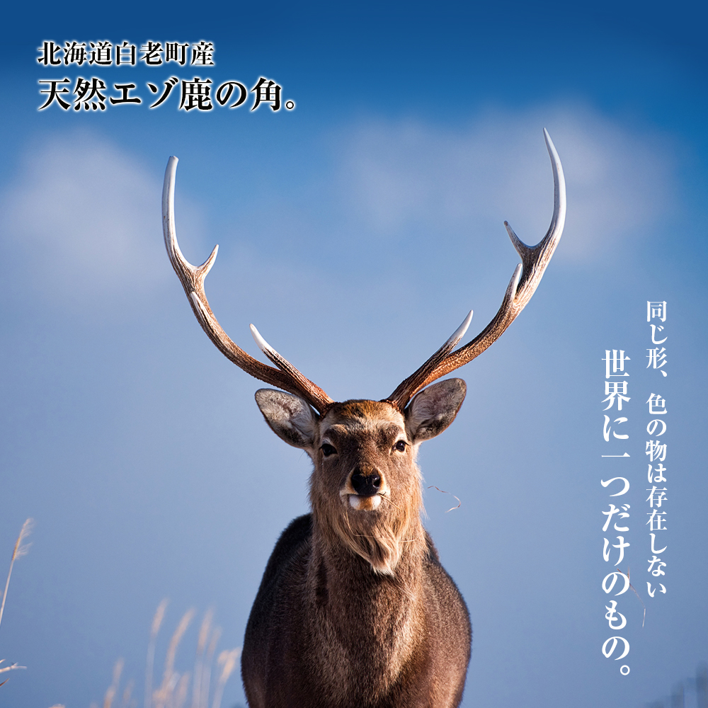 楽天市場】【ふるさと納税】【楽天限定】エゾシカ 角 ストラップ（輪