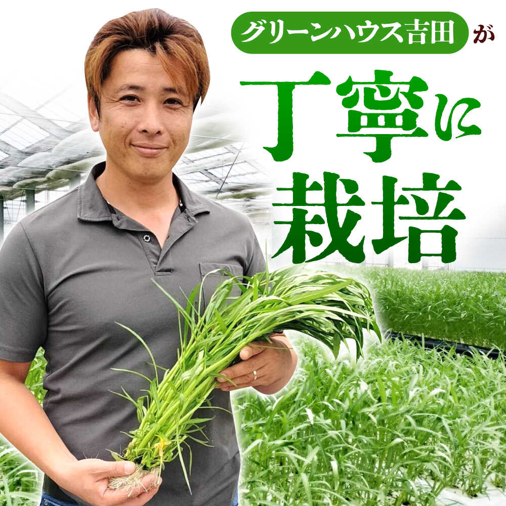 楽天市場】【ふるさと納税】新鮮朝採れ くうしん菜 大容量パック 20袋