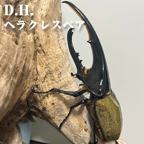 楽天市場】【ふるさと納税】 D.H.ヘラクレスペア【♂：150mm台