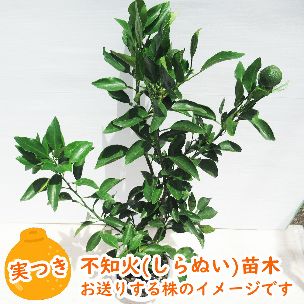 楽天市場】【 実つき 】不知火 ( しらぬい ) 「 デコポン 」 接木苗 5