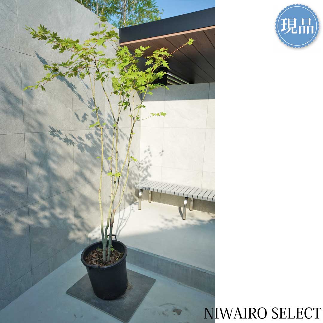 楽天市場】【現品】山採り【コハウチワカエデ】小羽団扇楓 株立ち 自然
