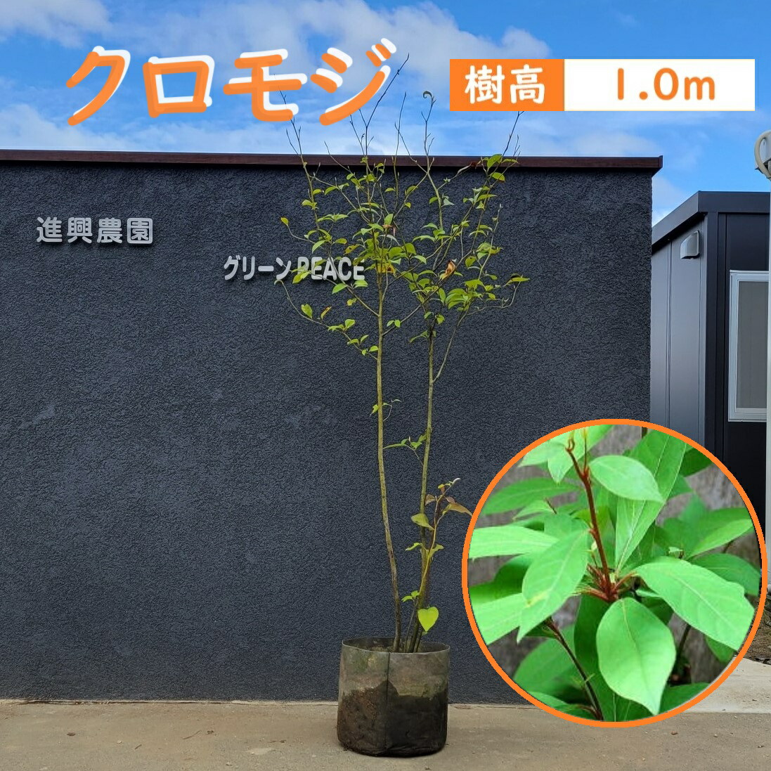 楽天市場】100cm シンボルツリー 庭木 落葉樹【クロモジ 樹高1.0m前後
