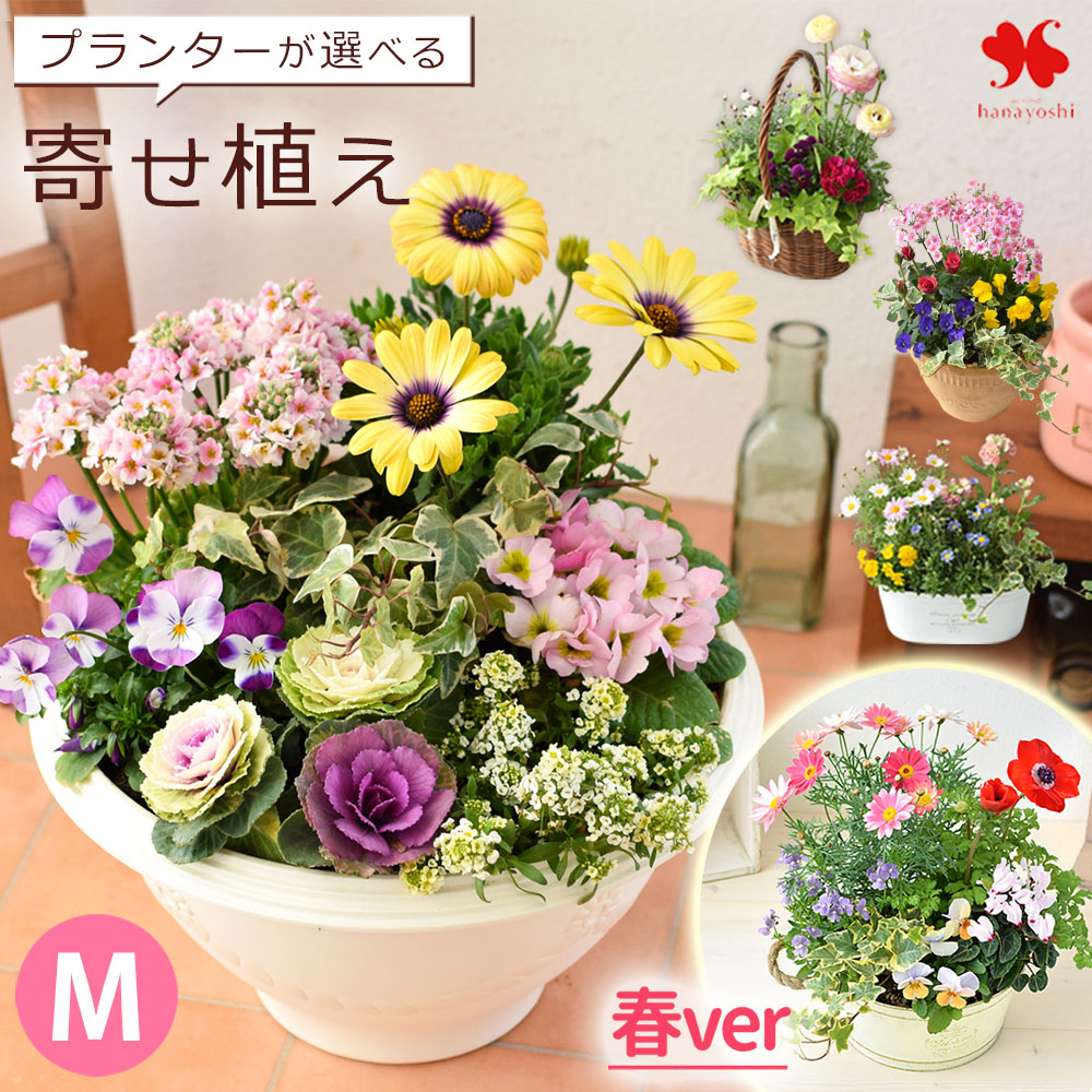 楽天市場】プランターが選べる 季節のおまかせ 寄せ植え M 旬のお花を