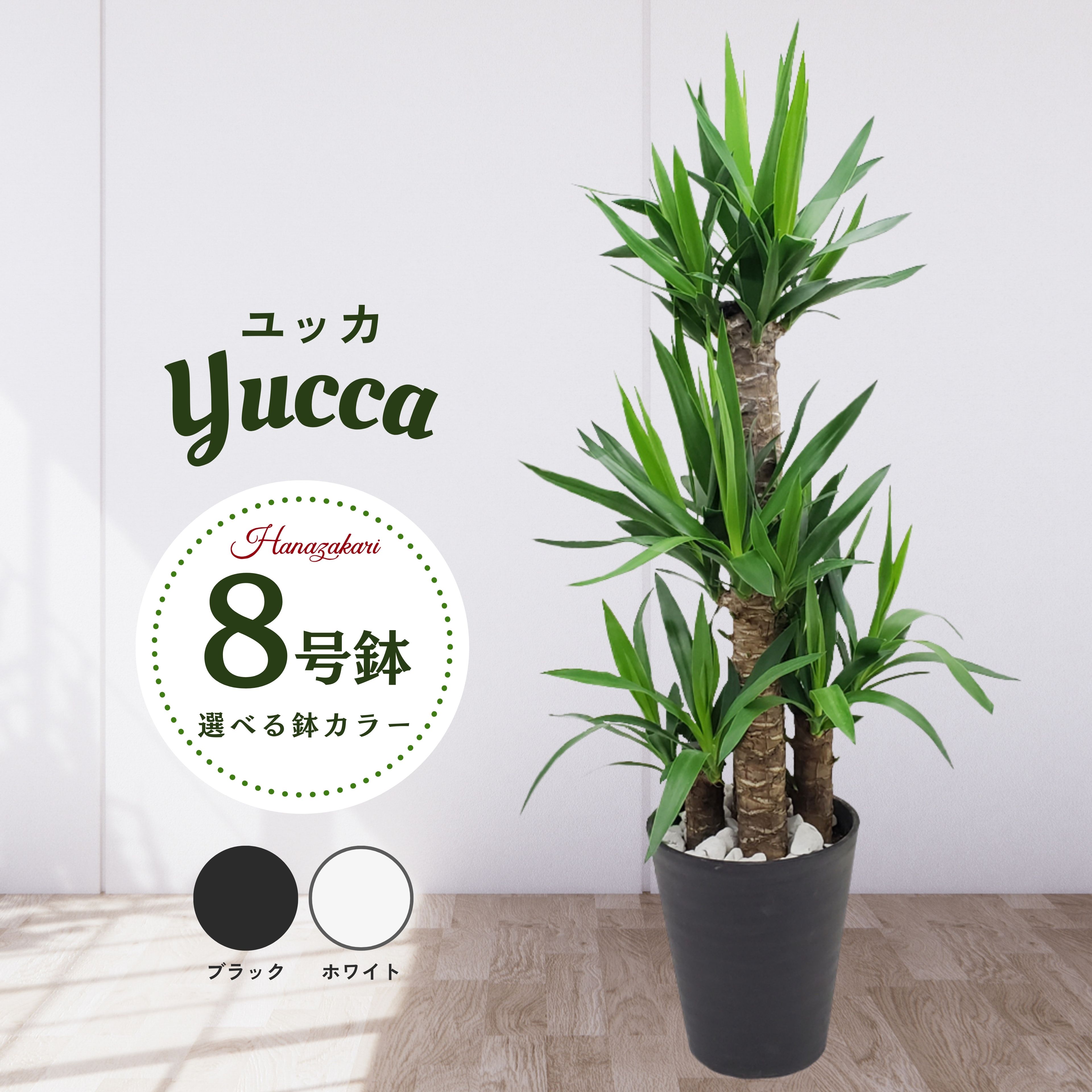 楽天市場】観葉植物 大型 ユッカ エレファンティペス 青年の木 8号鉢