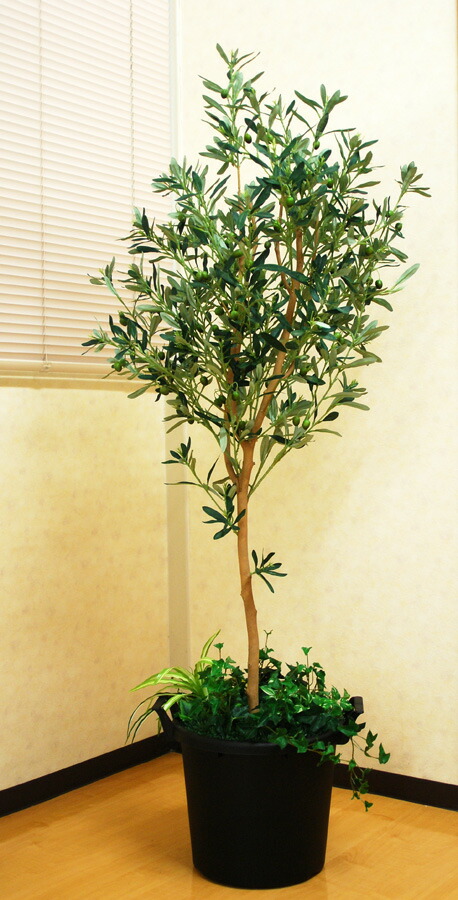楽天市場】光触媒 人工観葉植物光の楽園 オリーブ1.6mフェイクグリーン