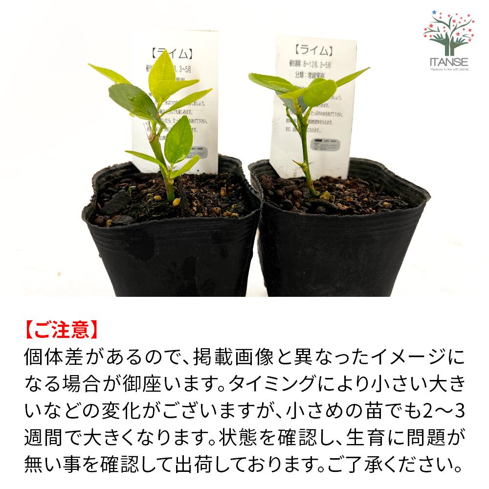 楽天市場】【送料無料】大実タヒチライム 果樹苗 9cmポット挿し木苗 2