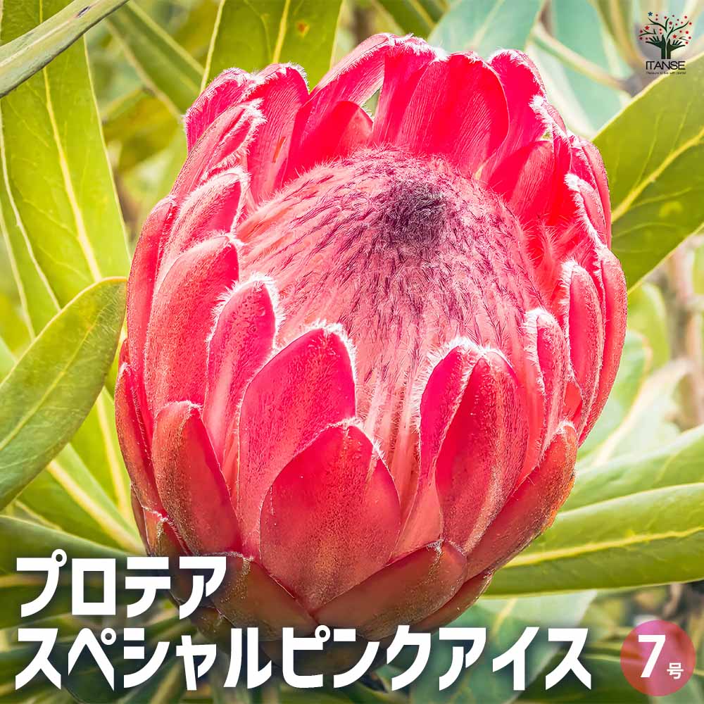 楽天市場】【送料無料】プロテア スペシャルピンクアイス 花木苗 7号鉢