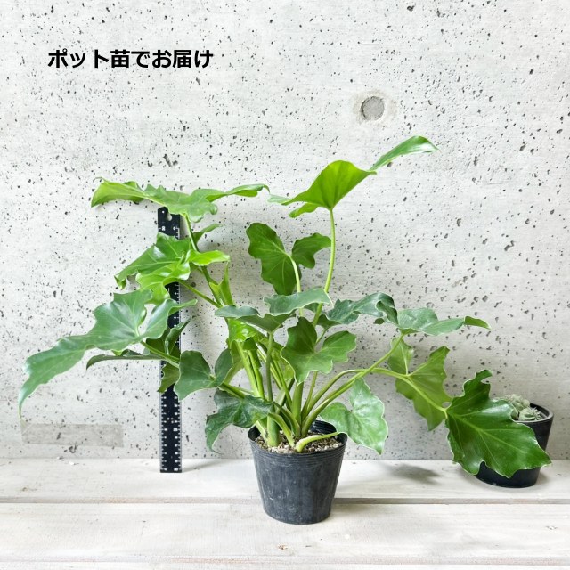 seroumu-pot.jpg